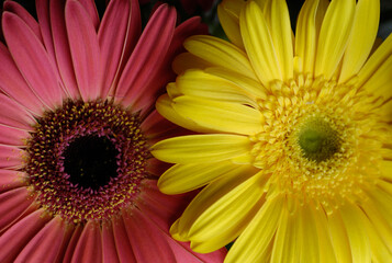 Pink and yellow Gerbera Daisy