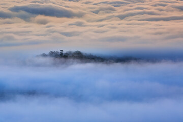 Naklejka premium The magical beauty of the pine forests on the hill hidden in fog and cloud in the early morning at Da Lat town. Dalat is one of the most beautiful and the most famous traveling place in Viet Nam.