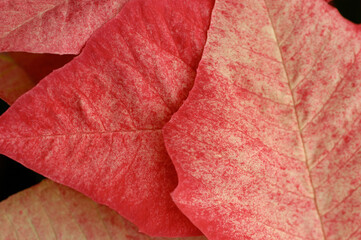 Pink Poinsettia petals