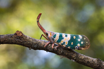 Pyrops candelaria or lantern Fly and sometime we call trunk cicada or trunk butterfly.