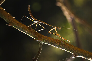 Mating pair of stick grasshoppers, camouflaged on a spiny branch in the rainforest