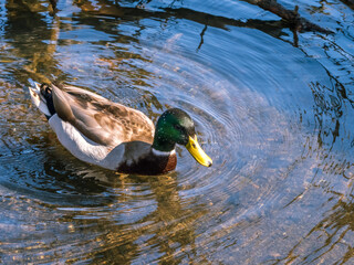 Mallard duck out for a swim