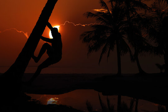Silhouette of an Asian man climbing a coconut tree at the beach in the morning when the sun is rising.