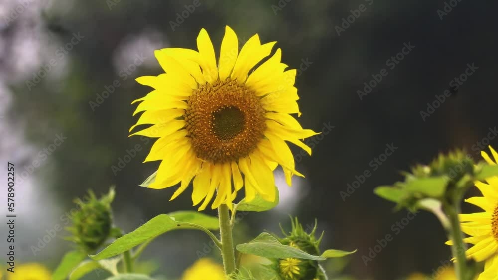 Aufkleber close-up of a sunflower with out-of-focus trees in the background. an original concept exploring con