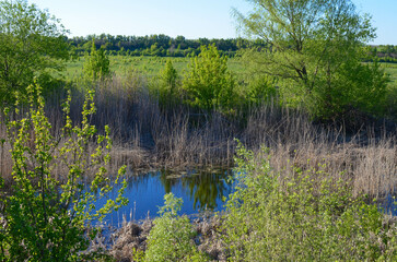 the old pond is overgrown with reeds.pond in spring.