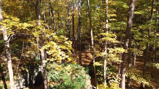 Aerial footage of an autumn forest with sunlight shining on the leaves, captured by flying through the treetops.