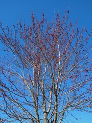 Red Berry Tree in March