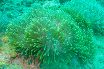 Naklejka na ściany i meble Colorful of sea anemone in Thailand 