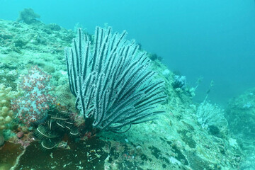 Naklejka na ściany i meble Feather star (Crinoids) in the coral reefs 