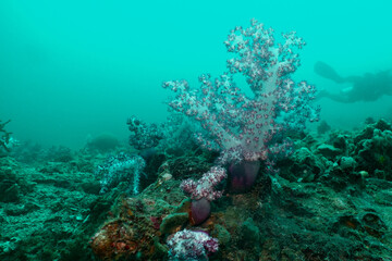 Colorful soft coral in the blue ocean