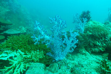 Fototapeta na wymiar Colorful soft coral 