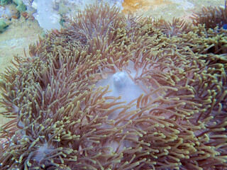 Fototapeta na wymiar Closed up sea anemone mouth and polyp.