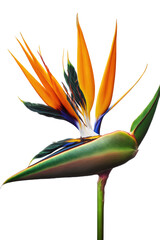 isolated bird of paradise flower photo, spring, illustration, transparent background, png, horizontal, vertical, generative ai