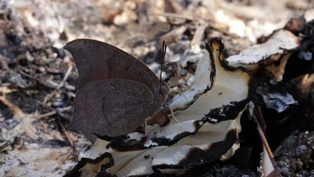 Goatweed Leafwing butterfly (Anaea andria) feeding on a piece of burned trash