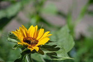 Bee on a sunflower in an urban garden. Concepts: pollination, biodiversity conservation.