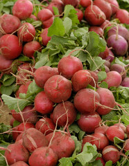 Radishes