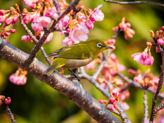 河津桜とかわいいメジロ