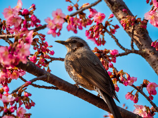 サクラとヒヨドリ
