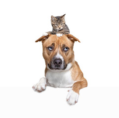 studio shot of a cute dog with a kitten on its head on an isolated background