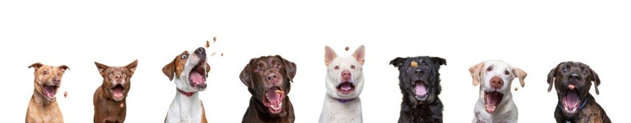 shelter dogs on an isolated background studio shot catching treats