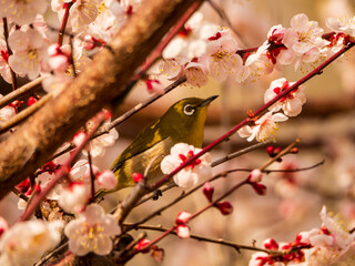 メジロのお花見