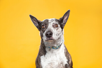 studio shot of a cute dog on an isolated background