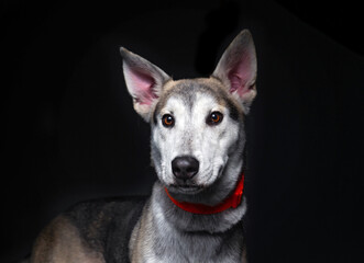 studio shot of a cute dog on an isolated background