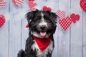 studio shot of a cute dog wearing a bandana on an isolated heart valentine's day background - 578909823