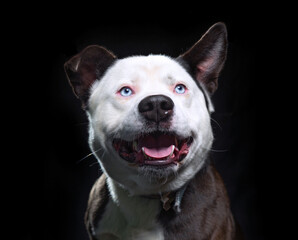 studio shot of a cute dog on an isolated background