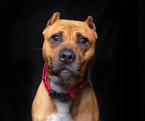 studio shot of a cute dog on an isolated background
