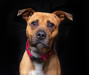 studio shot of a cute dog on an isolated background