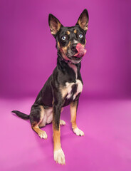 studio shot of a cute dog on an isolated background