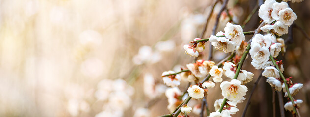 梅の花のある背景テクスチャー