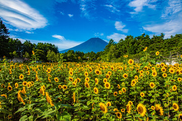 Fototapeta na wymiar 富士山とひまわり