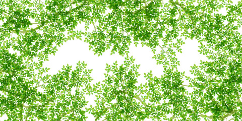 新緑　葉　風景　背景