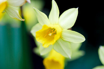 Fototapeta premium FLOWERS