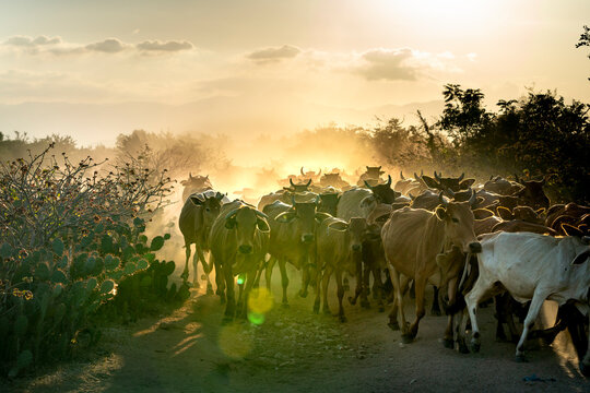 Stunning image of large cows flock returning to the barn in the sunset, after a day of feeding in the mountains in Binh Thuan Province, Vietnam