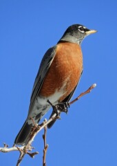 a red robin perched on  a tree branch on a sunny winter day in denver, colorado