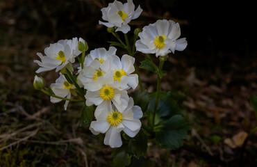 Beautiful of  Lily or Buttercups in the Hooker valley, Mount Cook National Park, New Zealand