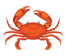 Crab Animal Sea Food Crabs Seafood Crustacean Crabmeat Vector Illustration