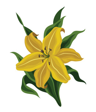 Flower Yellow Plant Lily Nature Flora Vector Illustration