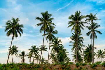 Fototapeta na wymiar Coconut palm plantation with blue sky in Thailand