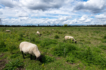 Naklejka na ściany i meble Oxley Creek Common Sheep Grazing on Farmland