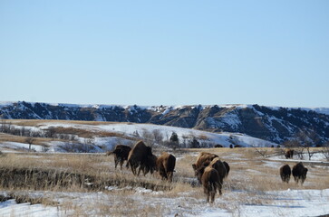 bison in Theodore Roosevelt national park