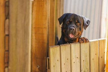 Large male rottweiler peeking over neighbor's wooden fence