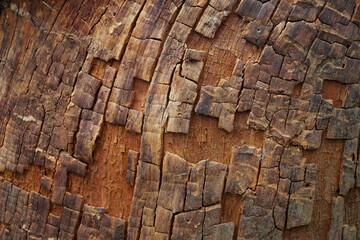 Gros plan sur un tronc d'arbre.