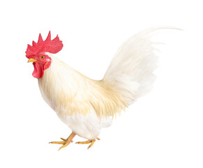 Hen  walk isolated on transparent background