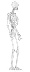Human skeleton. 3d illustration