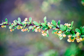 spring blossoms in spring