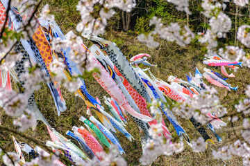 青空と桜と鯉のぼり　山形県白鷹町　
